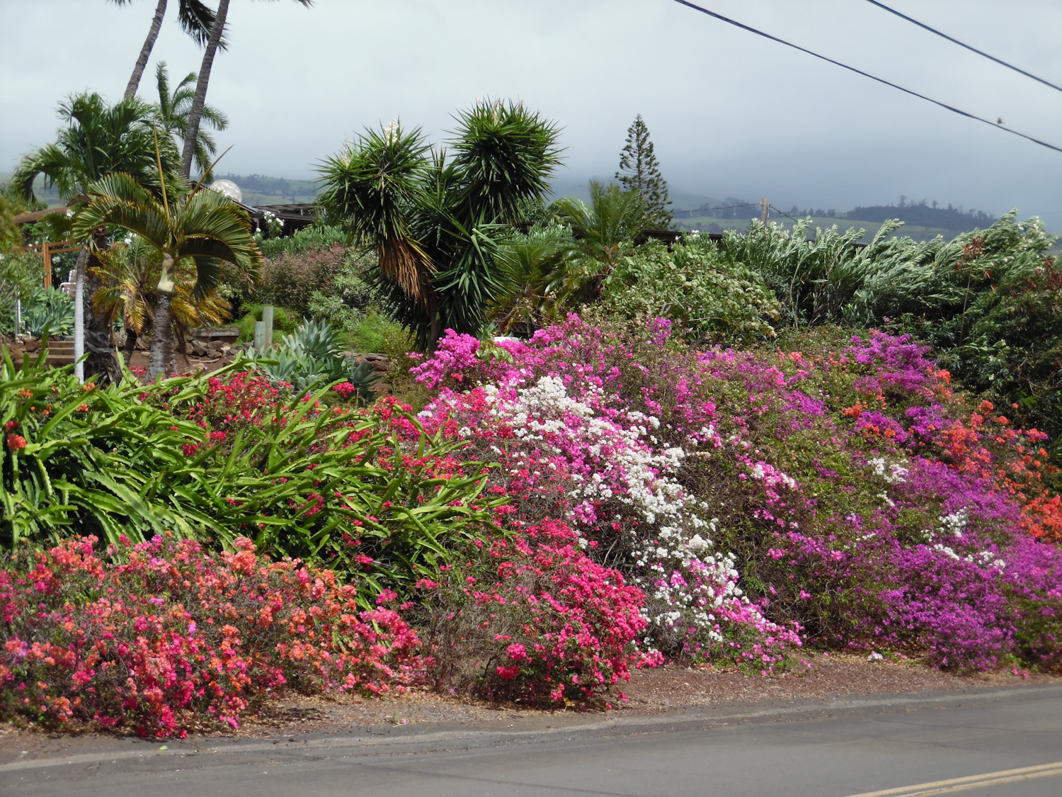 Flowers across street from VB home on Keahi Place